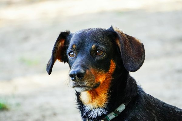 la Magia dei Cani nel Nostro M